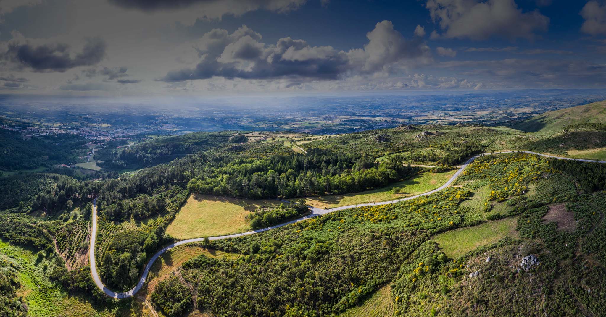 Between the Forest and the Horizon