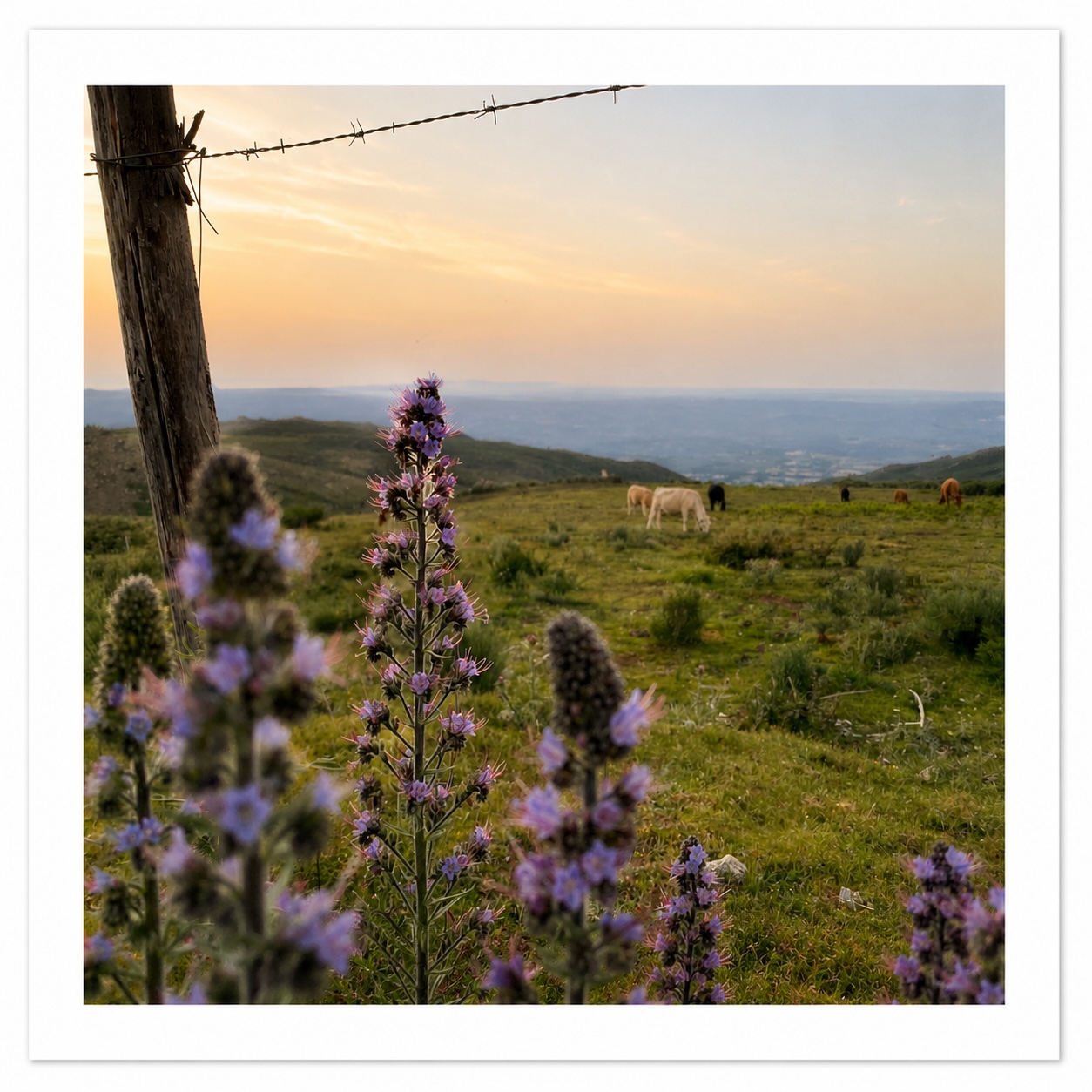 Curral-do-Negro-Campsite-Serra-da-Estrela-Folgosinho-Fonte-Cegonhas-print_Nik-Voelker