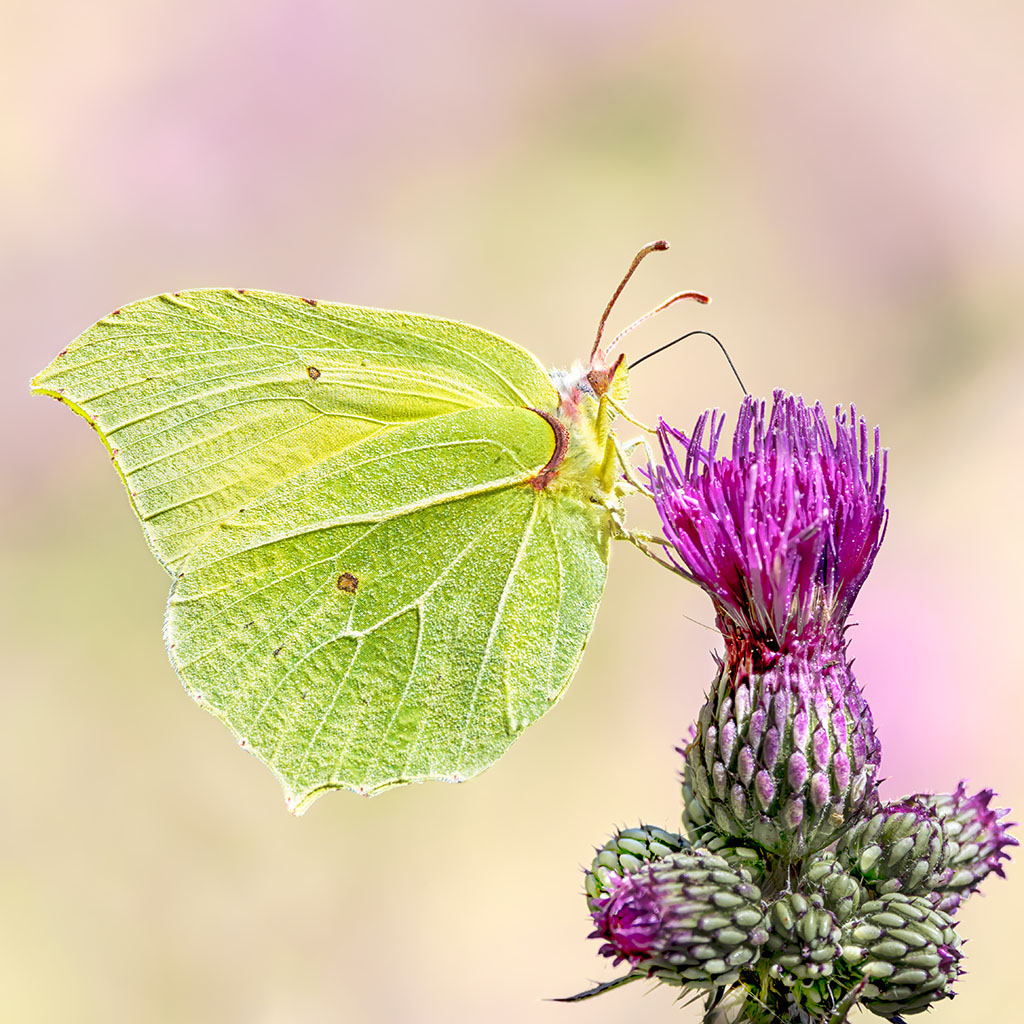 Gonepteryx-rhamni-Samuel-Duarte-cropSquare-1024px