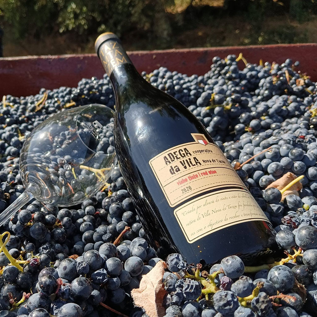 IMG_3911-Adega-Vila-Nova-de-Tazem-Vinho-Tinto-Dao-Vindima-Grape-Harvest-cropSquare-1024px