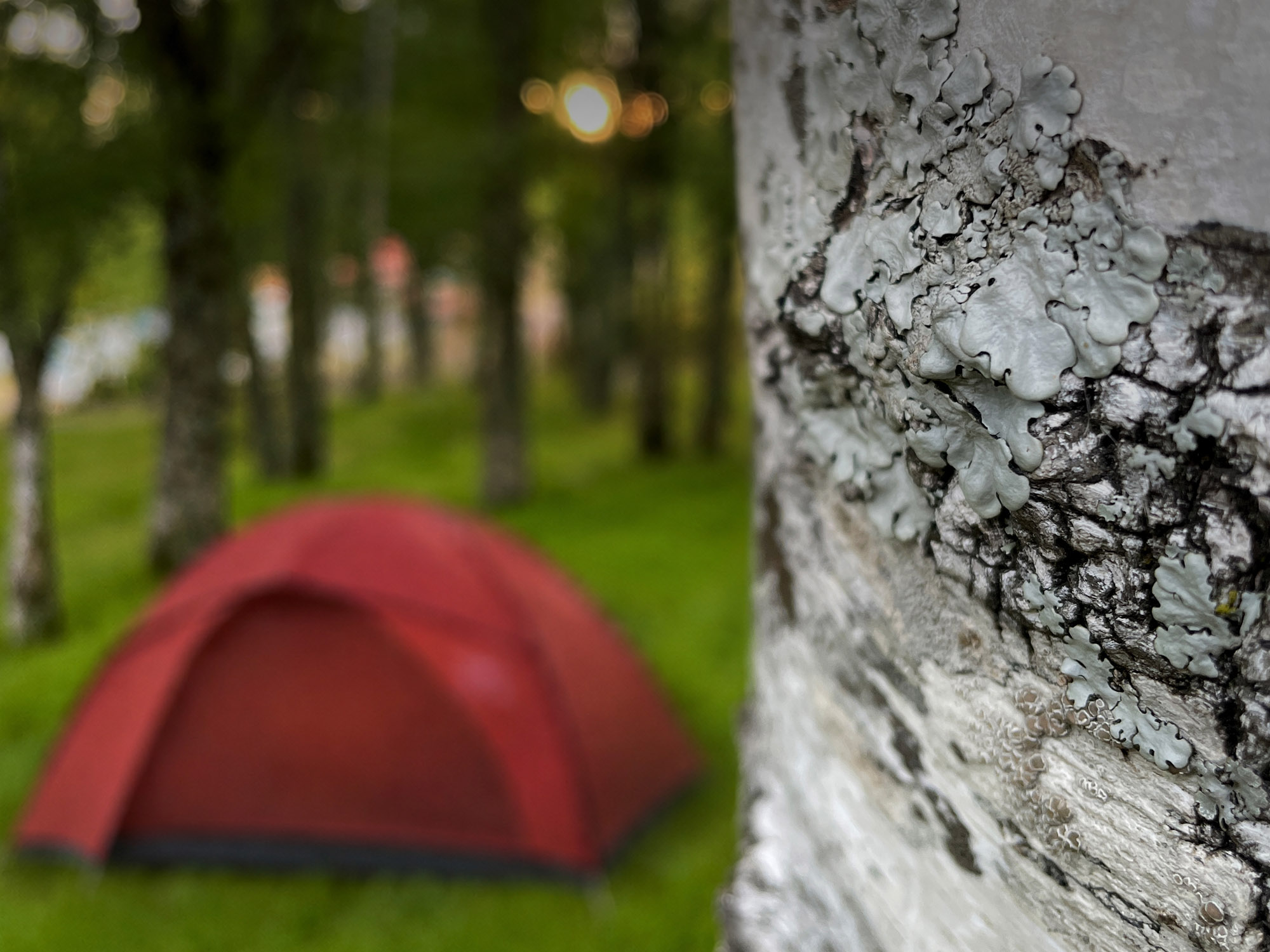 Your place in the Forest