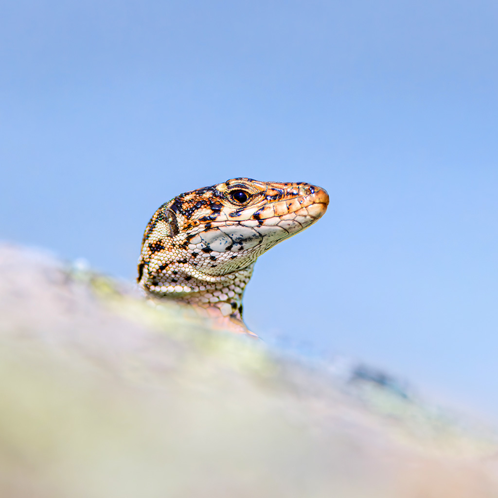 Podarcis-lusitanicus-Samuel-Duarte-cropSquare-1024px